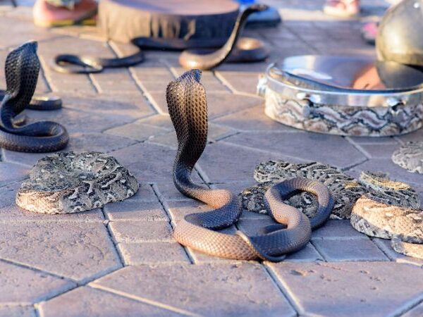 snake in Jamee el fenna square in Marrakech