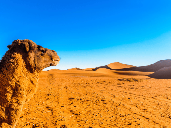 3-day Merzouga desert tour from Errachidia